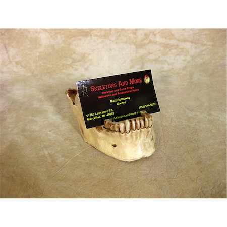 Skeletons And More Jaw Business Card Holder MIS-175